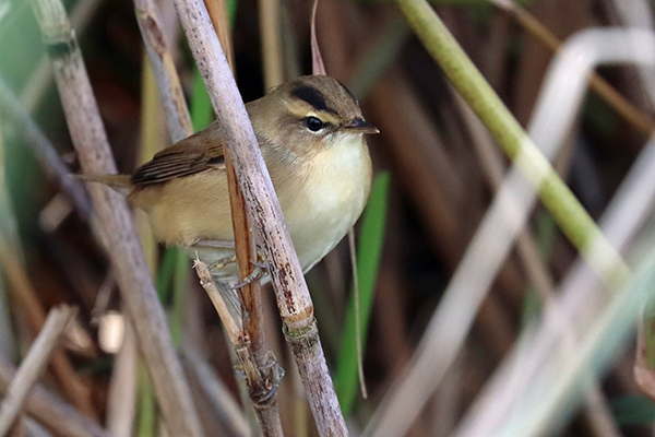 コヨシキリ コヨシキリ