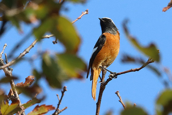 ジョウビタキ ジョウビタキ