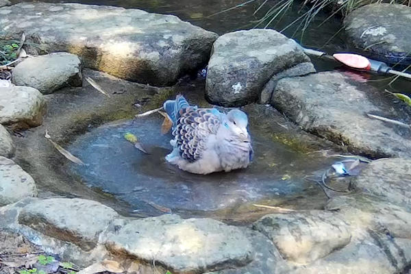 キジバト キジバト