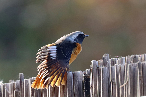 ジョウビタキ ジョウビタキ