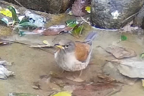 シロハラ シロハラ