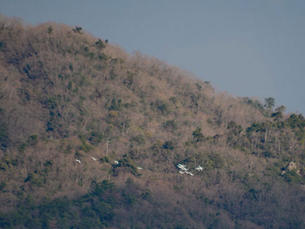 コハクチョウの北帰 コハクチョウの北帰