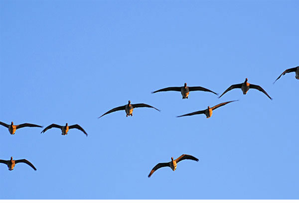 マガンの北帰 マガンの北帰