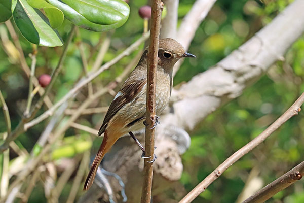ジョウビタキ ジョウビタキ