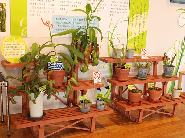 楽しい冬の木ウォッチング