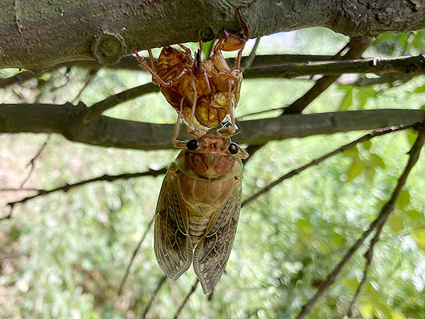 アブラゼミの羽化 アブラゼミの羽化