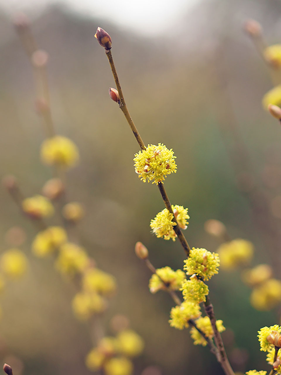 コガモの採食 コガモの採食