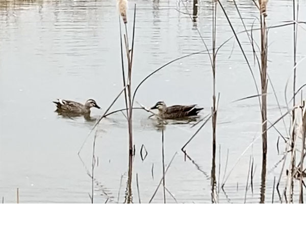 カルガモがガマの穂を食べていました カルガモがガマの穂を食べていました