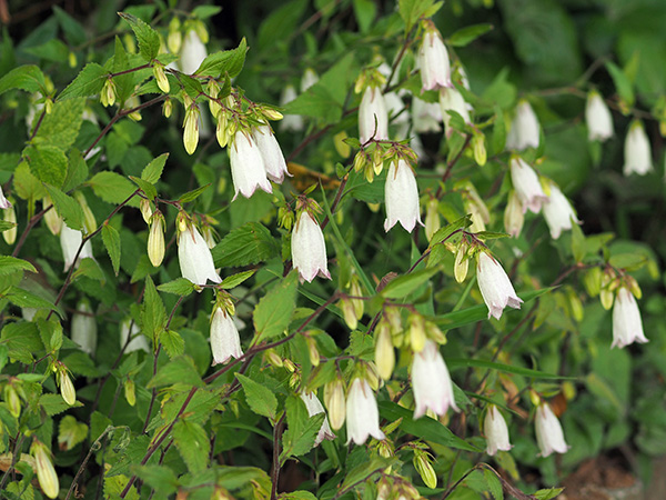 ホタルブクロ ホタルブクロ