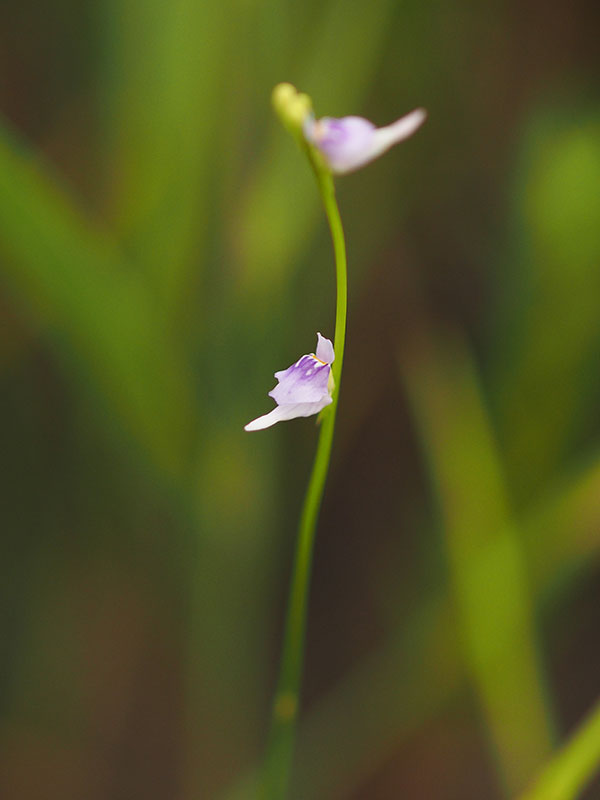 ホザキノミミカキグサ ホザキノミミカキグサ