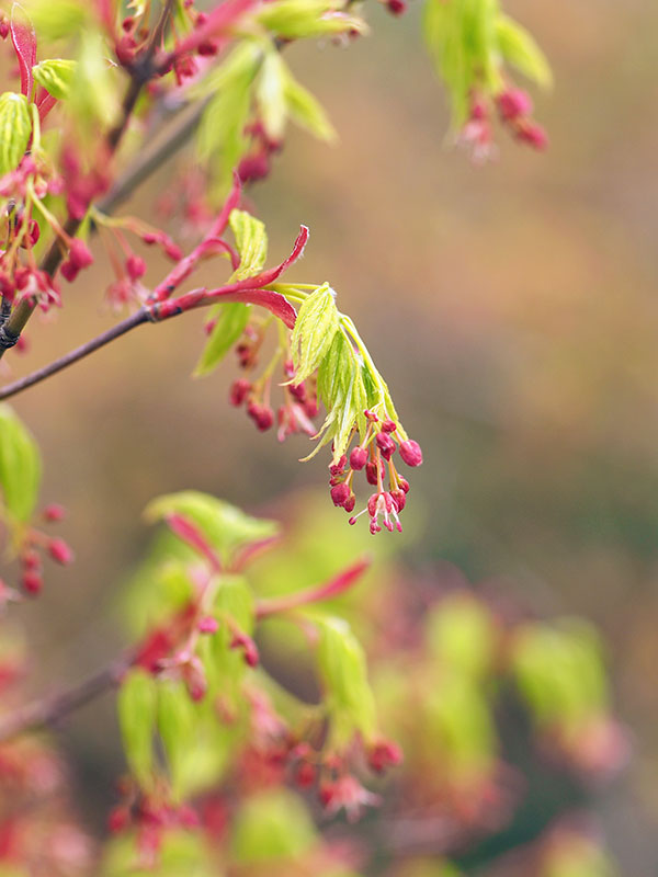 イロハモミジ イロハモミジ
