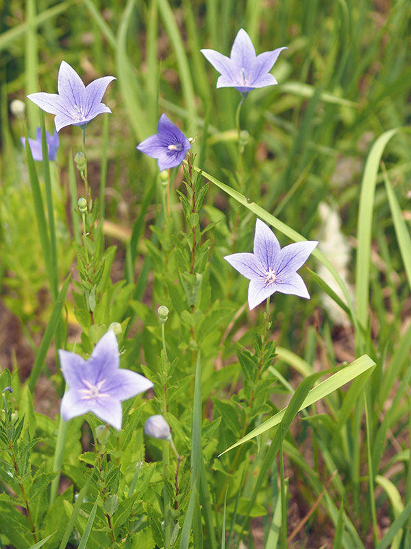 キキョウ キキョウ