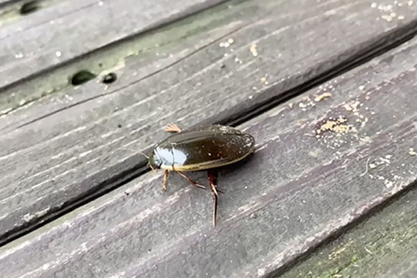 コガタノゲンゴロウ コガタノゲンゴロウ