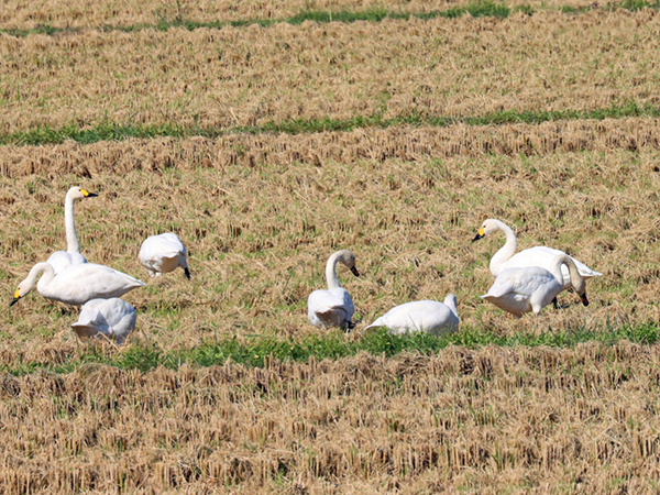 コハクチョウ コハクチョウ