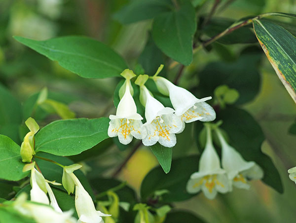 コツクバネウツギ コツクバネウツギ