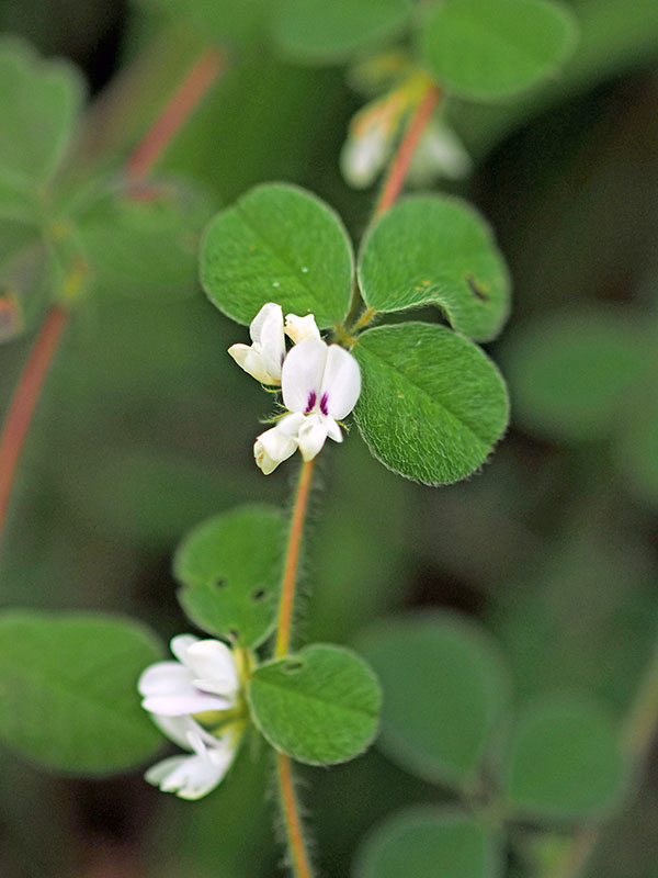 ネコハギ ネコハギ