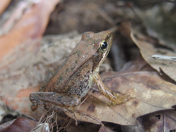 ニホンアカガエル ニホンアカガエル