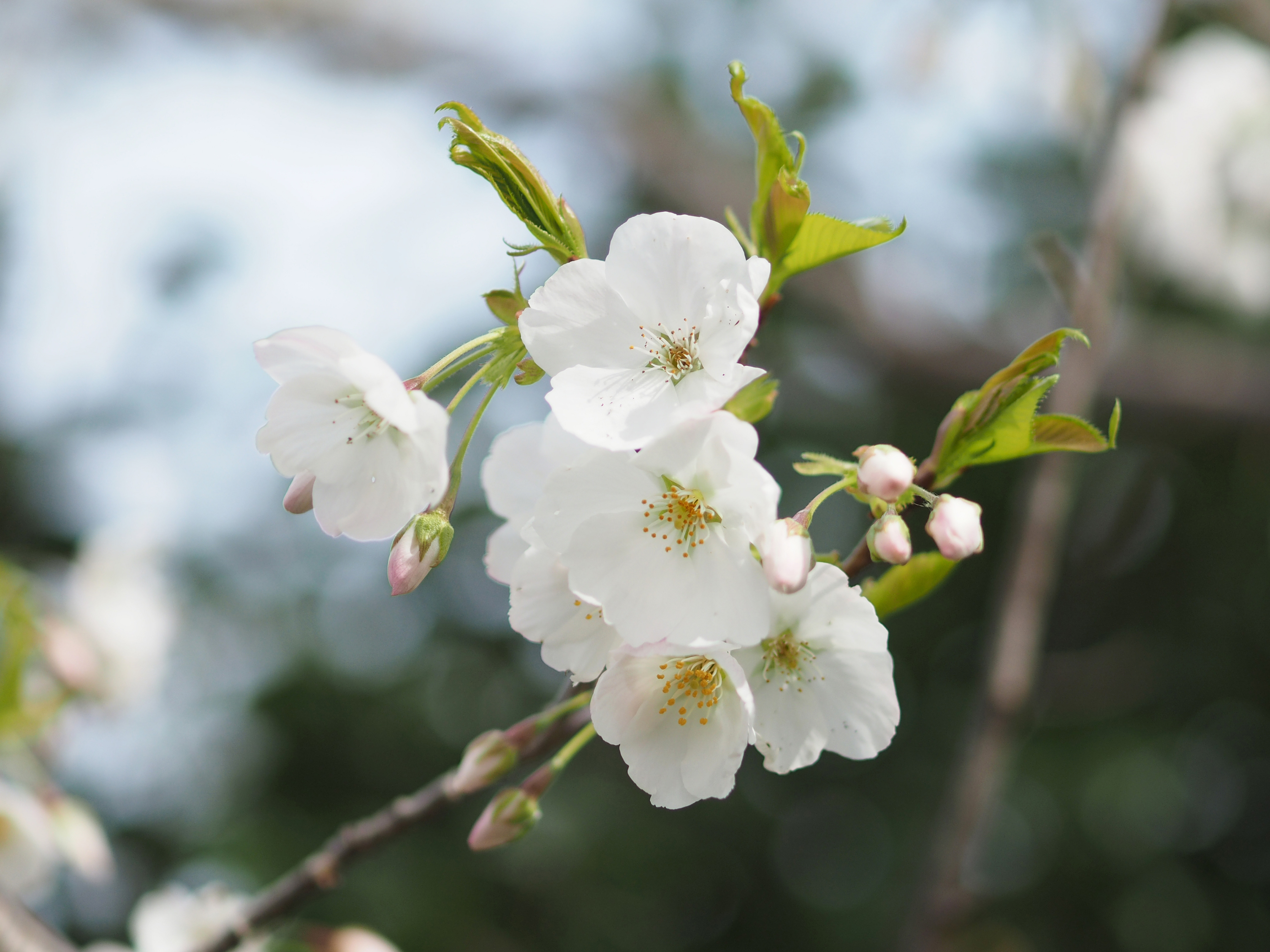 オオシマザクラ オオシマザクラ