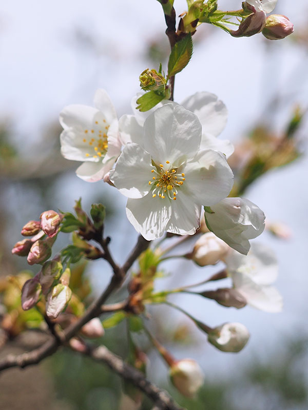 オオシマザクラの花 オオシマザクラの花