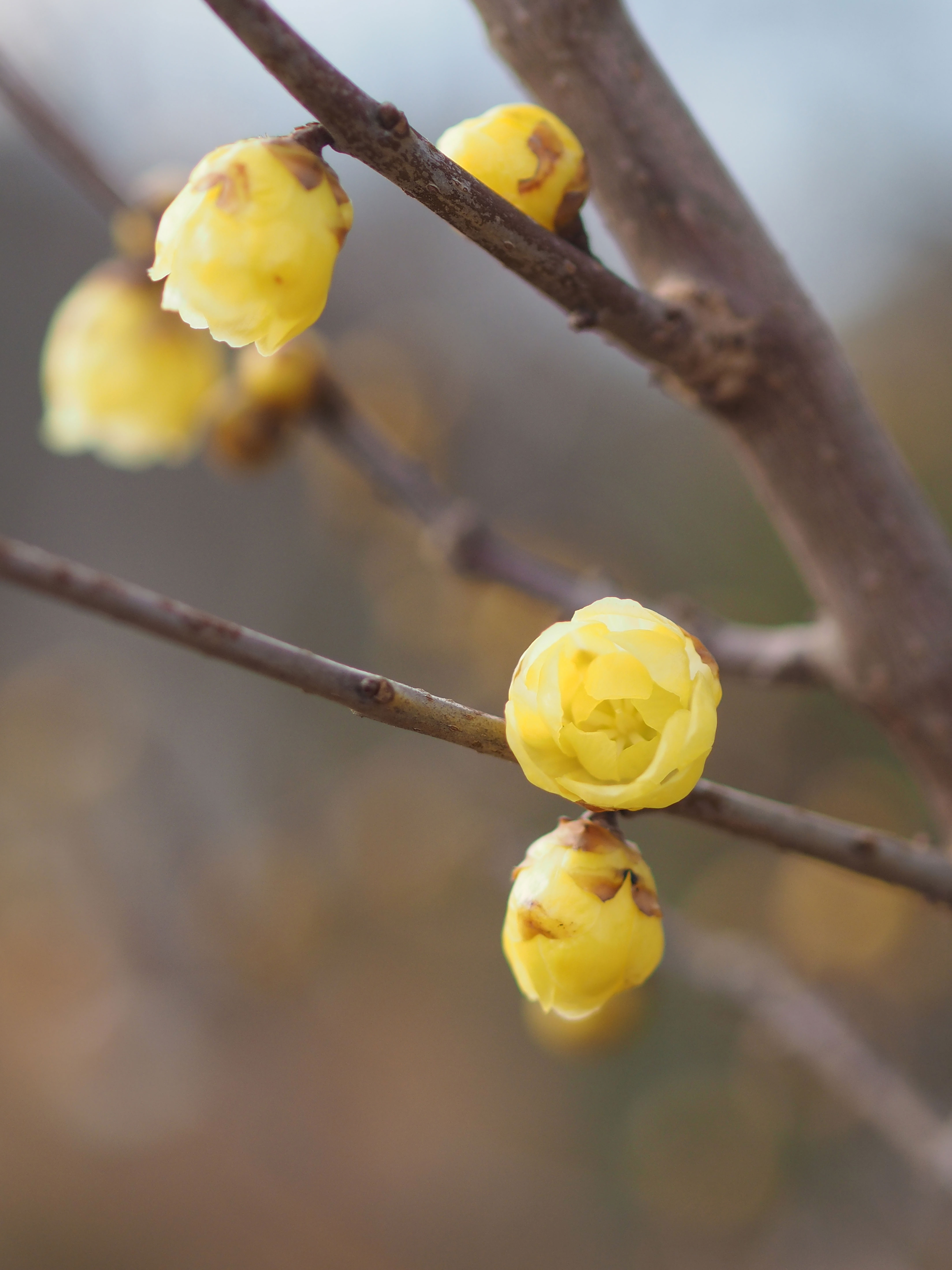 ロウバイ ロウバイ