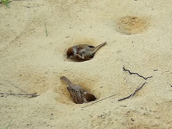 スズメの砂浴び スズメの砂浴び