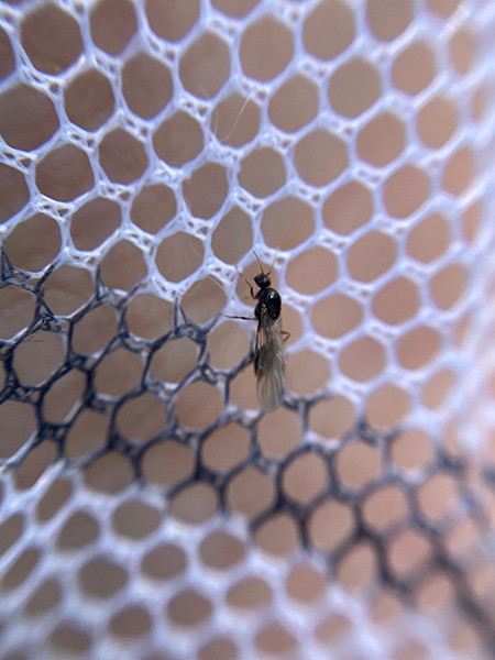 トフシアリ トフシアリ