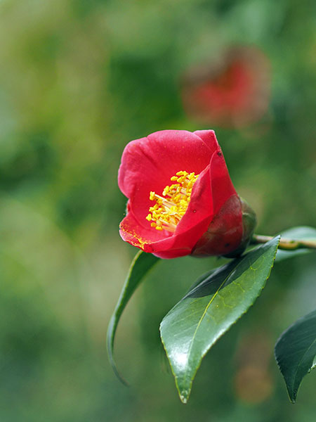 ヤブツバキ ヤブツバキ