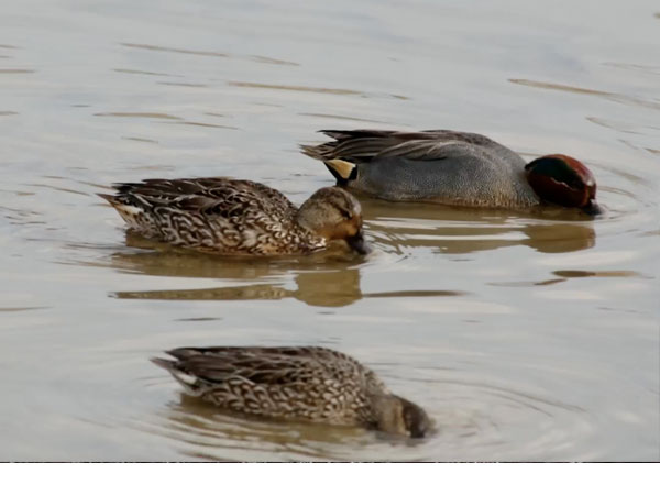 コガモの採食 コガモの採食