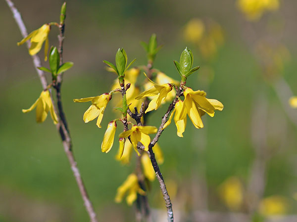 レンギョウ レンギョウ