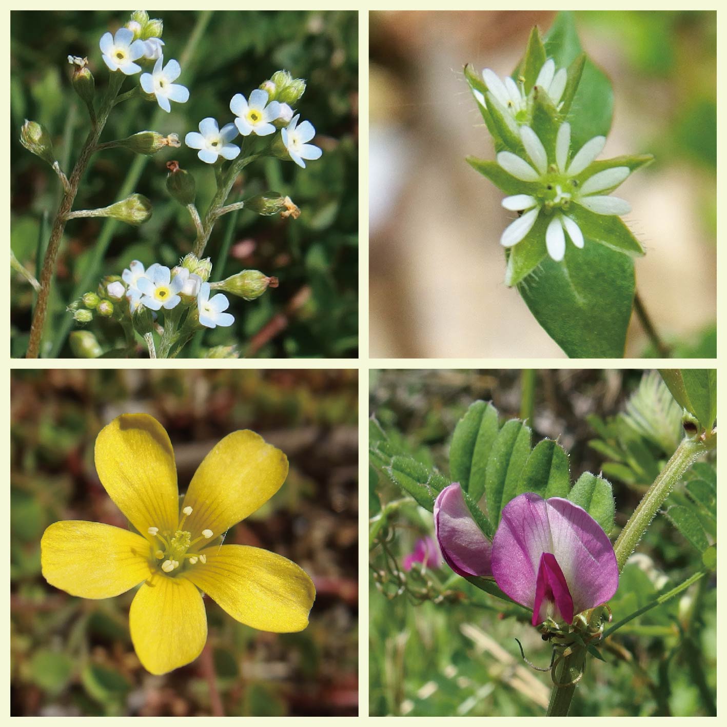 春の草花 春の草花