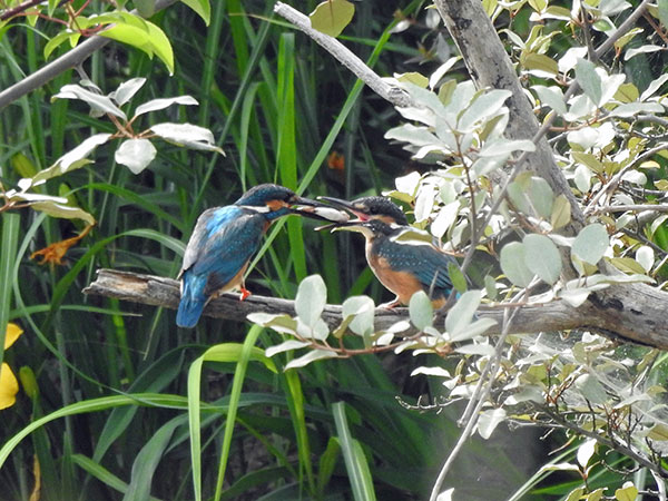 カワセミ カワセミ