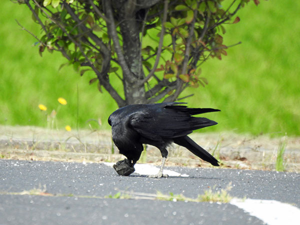 ハシボソガラス ハシボソガラス