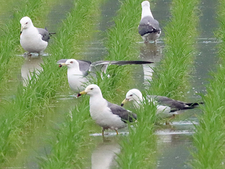 ウミネコ ウミネコ