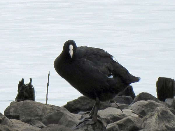 カンムリカイツブリ カンムリカイツブリ