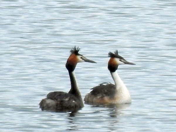 カンムリカイツブリ カンムリカイツブリ