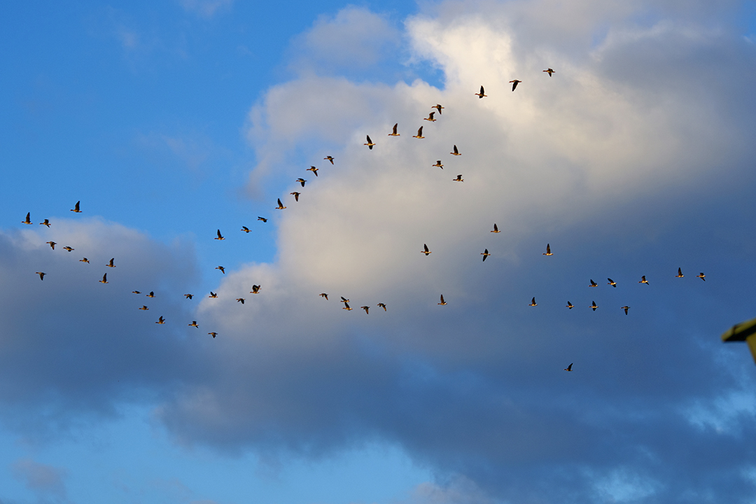 マガンのねぐら立ち マガンのねぐら立ち