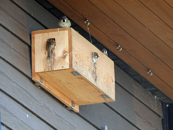 冬の巣箱のスズメたち 冬の巣箱のスズメたち