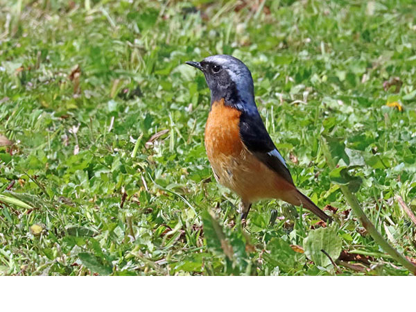 ジョウビタキ ジョウビタキ