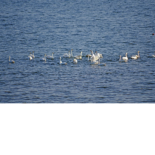 コハクチョウ コハクチョウ