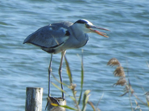 アオサギ アオサギ