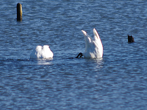 コハクチョウ コハクチョウ