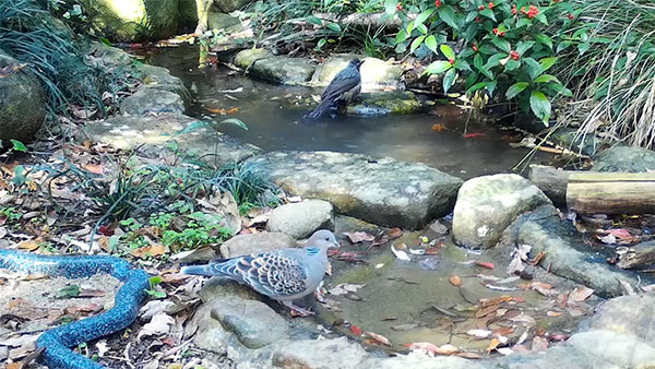 水場のキジバトとヒヨドリ 水場のキジバトとヒヨドリ