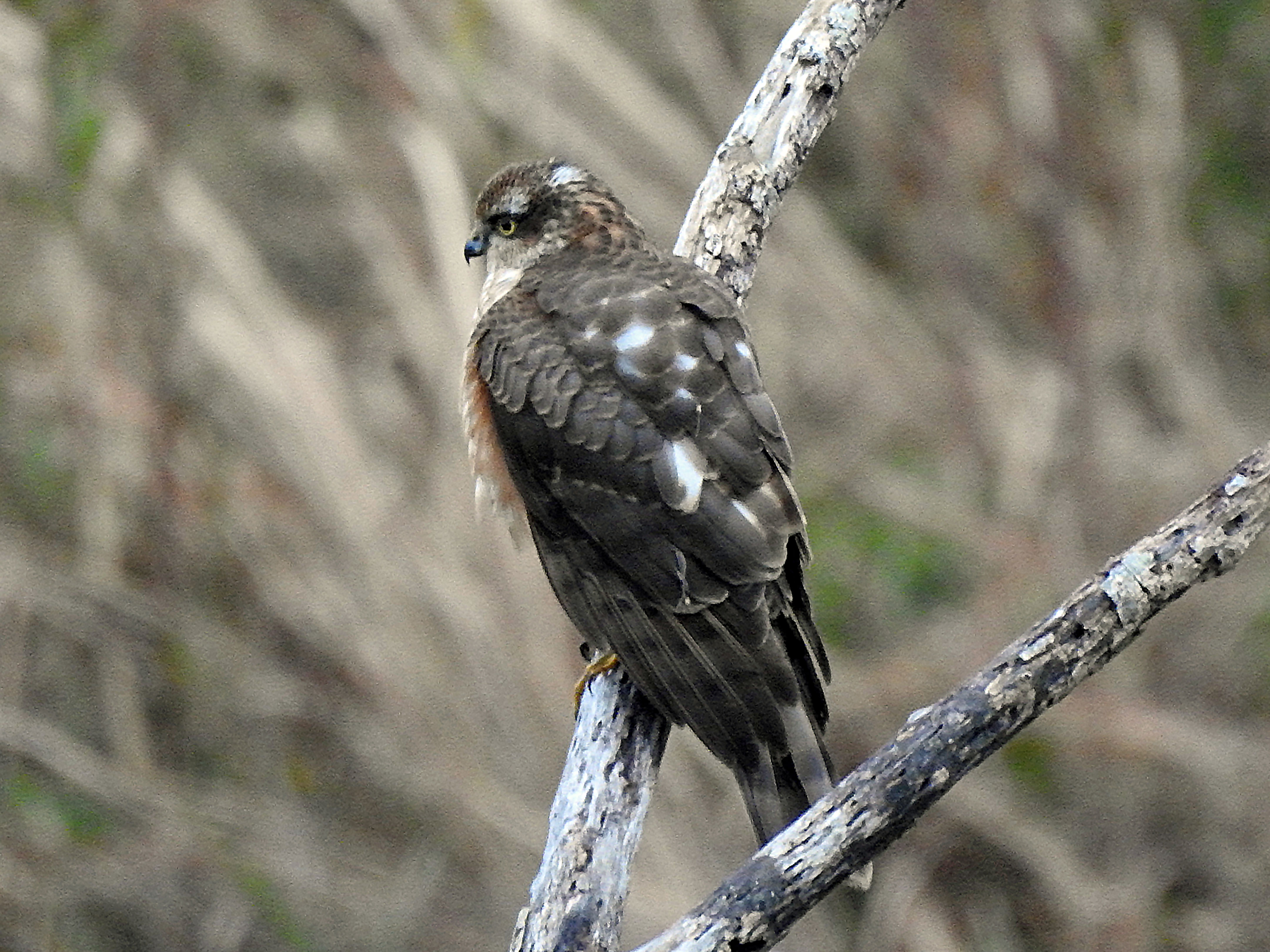 ハイタカ ハイタカ