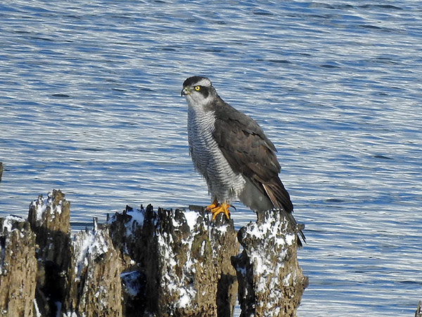 オオタカ オオタカ