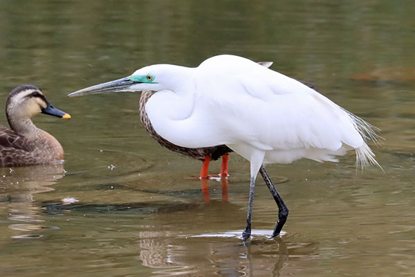 ダイサギ ダイサギ