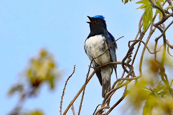 オオルリ オオルリ