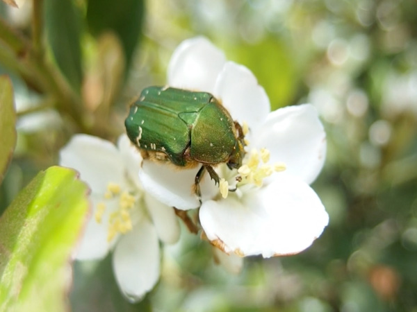 シャリンバイの花を訪れる虫たち シャリンバイの花を訪れる虫たち