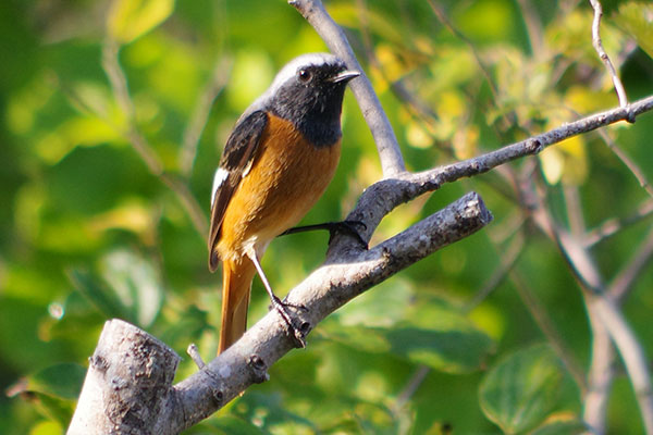 ヒヨドリ ヒヨドリ