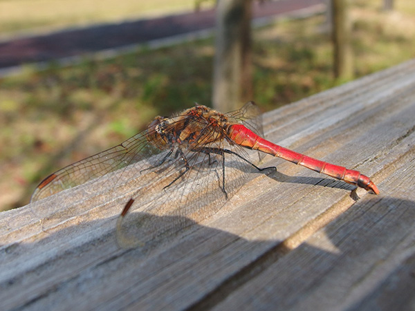 �A�L�A�J�l