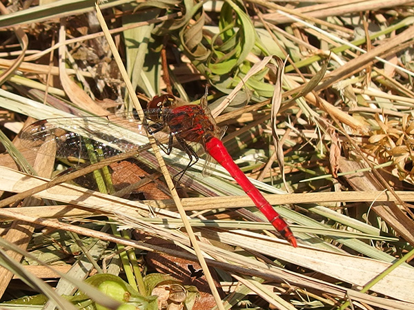 �i�c�A�J�l